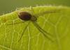 Philodromus sp.